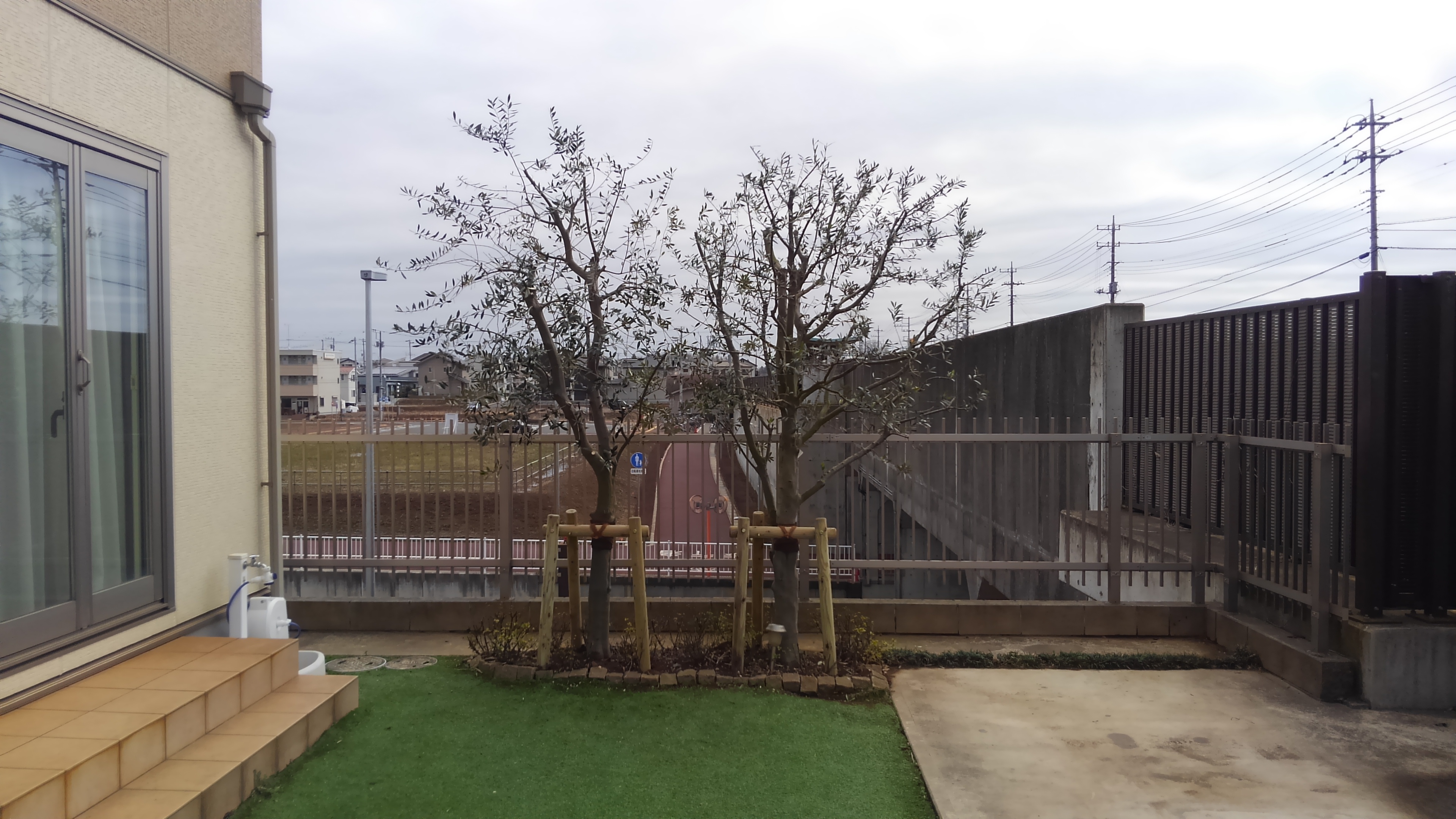 オリーブ剪定 支柱設置工事 茨城県取手市 海老原造園